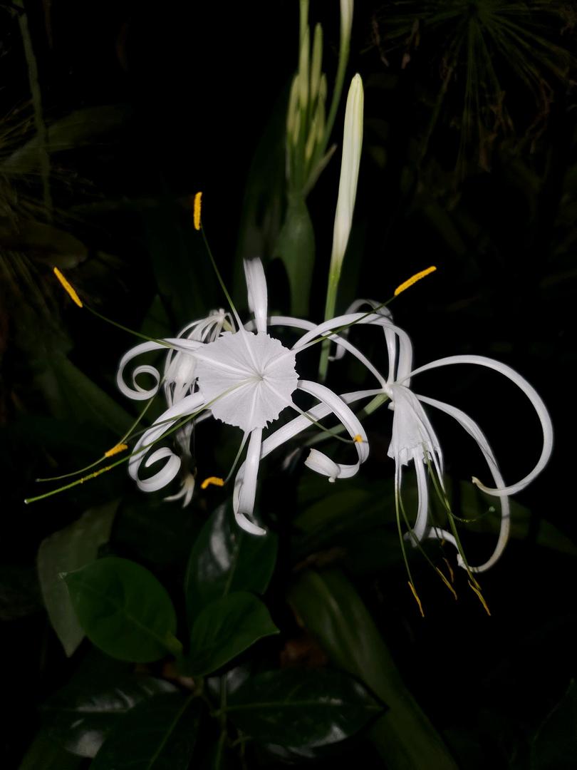 Hymenocallis praticola Britton & P. Wilson